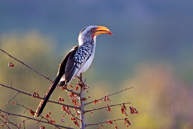 African southern yellow-billed hornbill